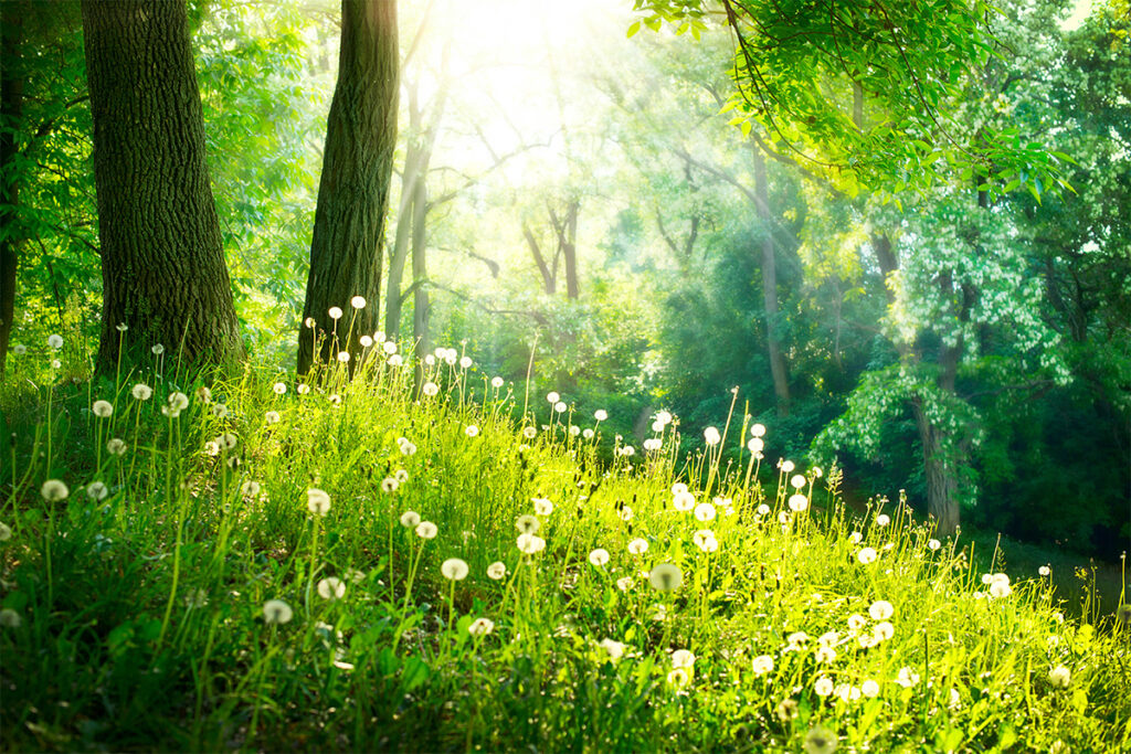 Een zonnige open plek in het bos straalt positiviteit uit met zijn hoge bomen, weelderige groene gras en verspreide paardenbloemen die koesteren onder de heldere, zonnige hemel.