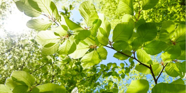 ONLINE PROEVERIJ – The joy is in the journey